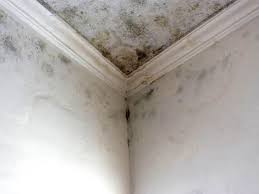 Why You Should Choose Our Mold Remediation Services in Chattahoochee Hills, GA