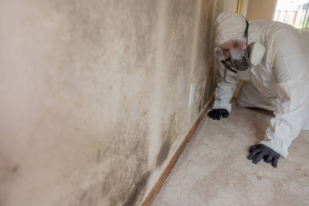 Best Black Mold Removal in Chattahoochee Hills, GA